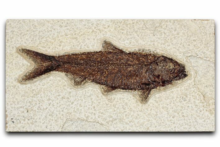 Detailed Fossil Fish (Knightia) - Wyoming #349212